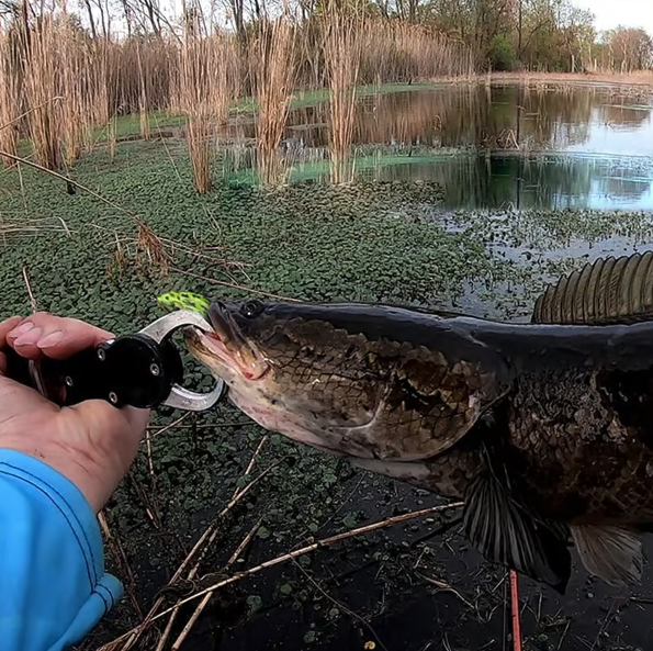 š„Ultimate Frog Popper Bait