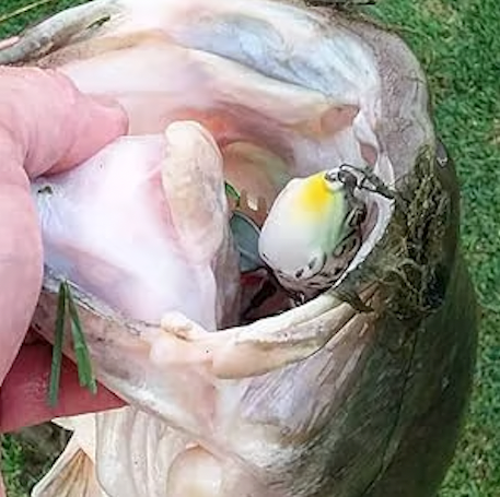 š„Ultimate Frog Popper Bait